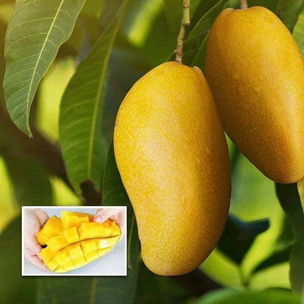 NEELAM 1 KG FRESHO MANGO Grafting plants - Naturemart