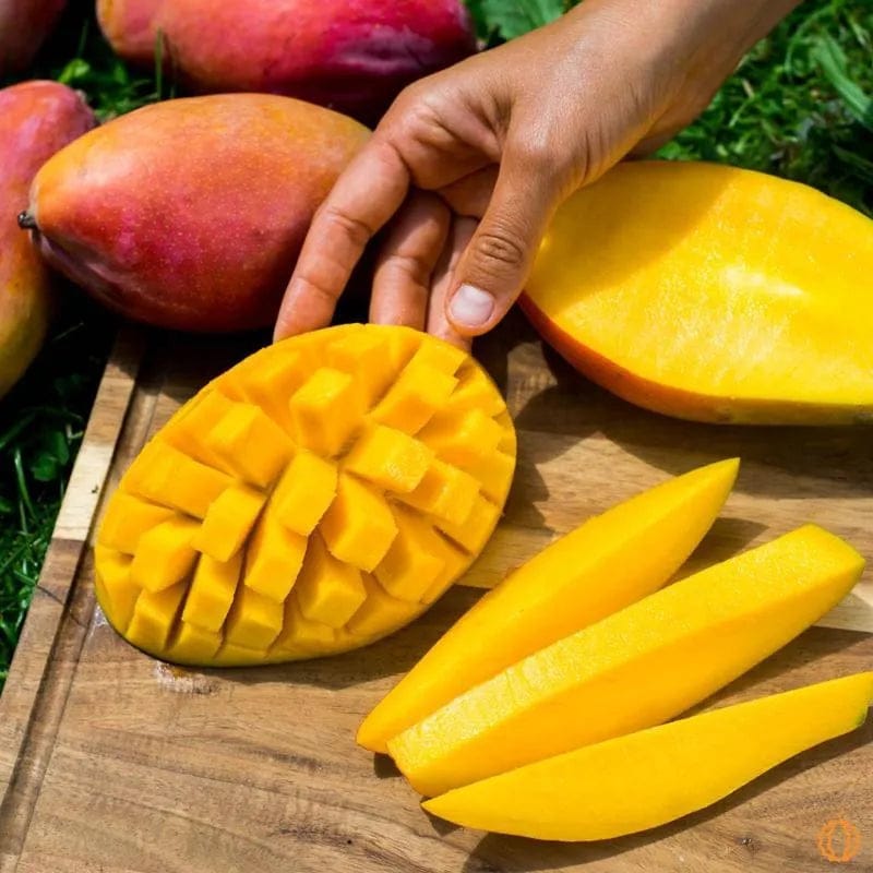 OSTEEN MANGO Fruit Plants (grafting) - Naturemart