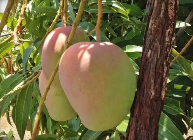 THAI B-7 MANGO Fruit plant (GRAFTING) - Naturemart