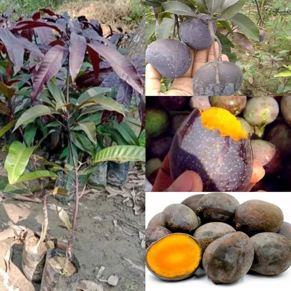 KASTURI MANGO Fruit plants (grafting) - Naturemart