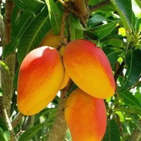 DASHERI MANGO FRUIT PLANT( Grafting ) - Naturemart