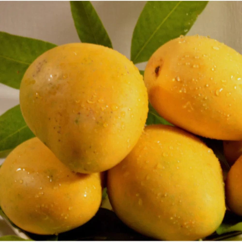 BANAGANPALLI MANGO FURIT PLANTE( Grafting ) - Naturemart