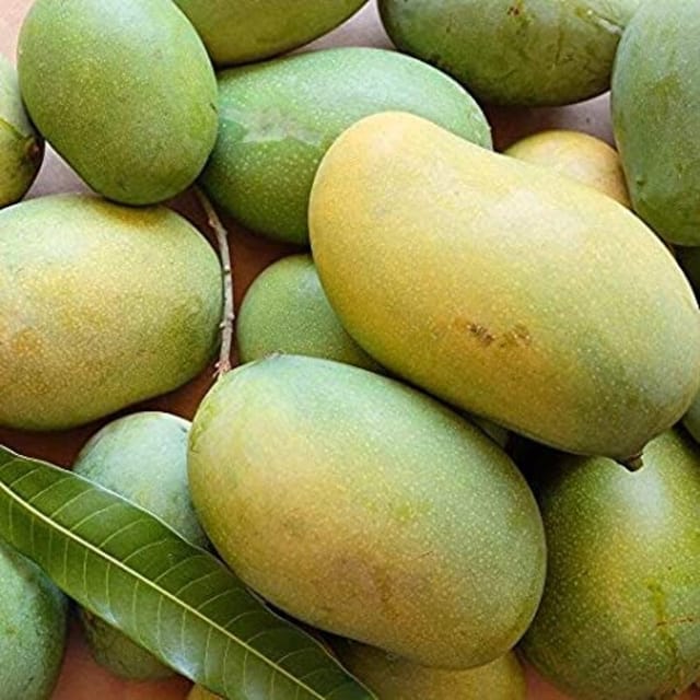 MALLIKA MANGO FRUIT PLANTS(GRAFTED) - Naturemart