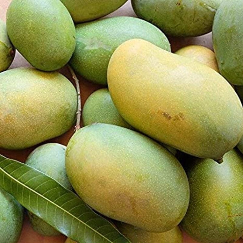 MALLIKA MANGO FRUIT PLANTS(GRAFTED) - Naturemart