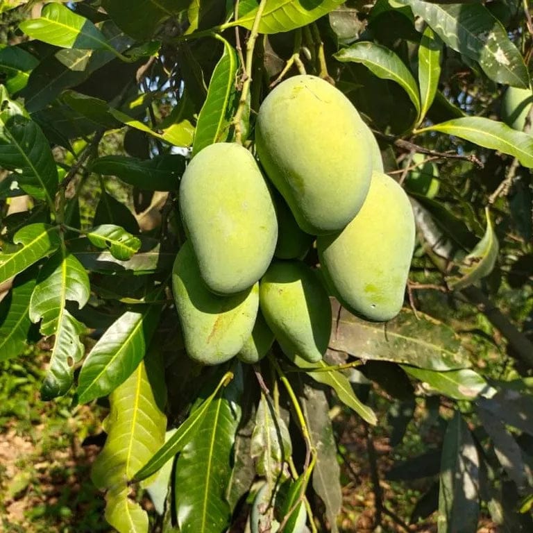 THAI DWARF All Time(Sour) mango plants - Naturemart