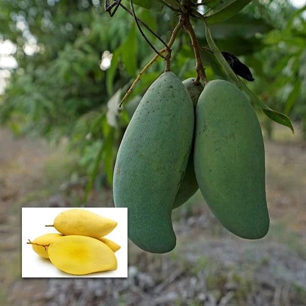 Three Taste Sweet Mango Plants - Naturemart