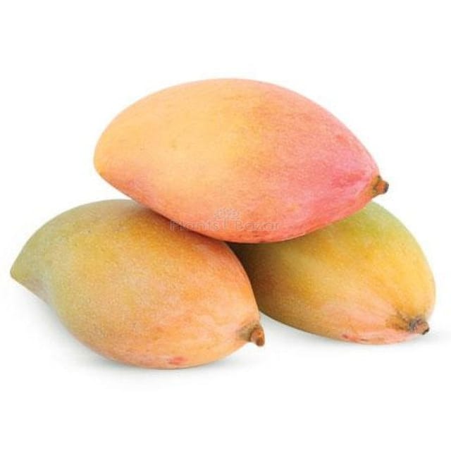 TATAPURI Mango (Grafted) Plants - Naturemart TATAPURI Mango (Grafted) Plants - Naturemart