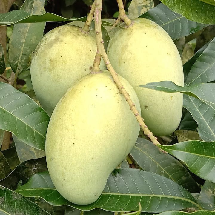 VASTARA Mango Plants (Grafted) - Naturemart