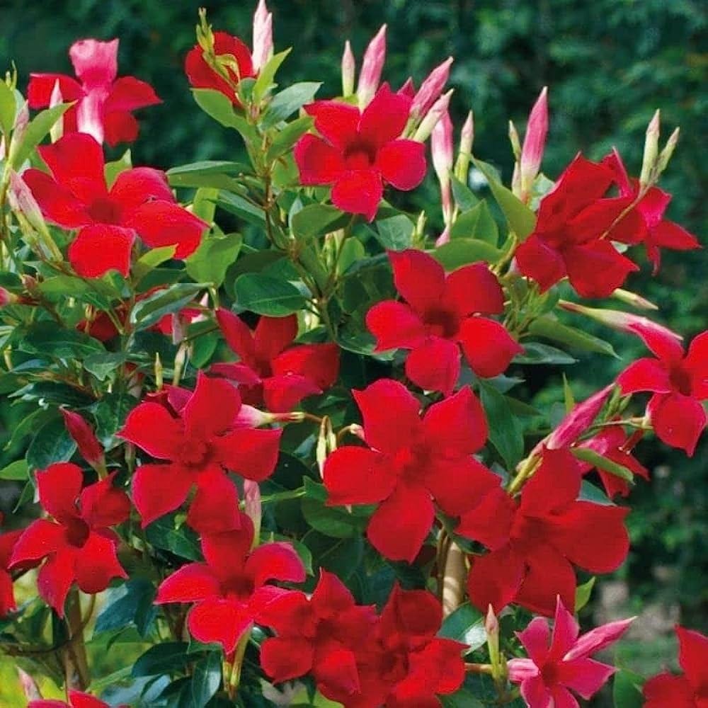 MANDEVILLA (RED) FLOWERING PLANT - Naturemart