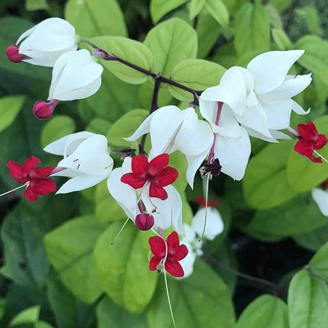 Bleeding Heart Vine White and Red Plant - Naturemart