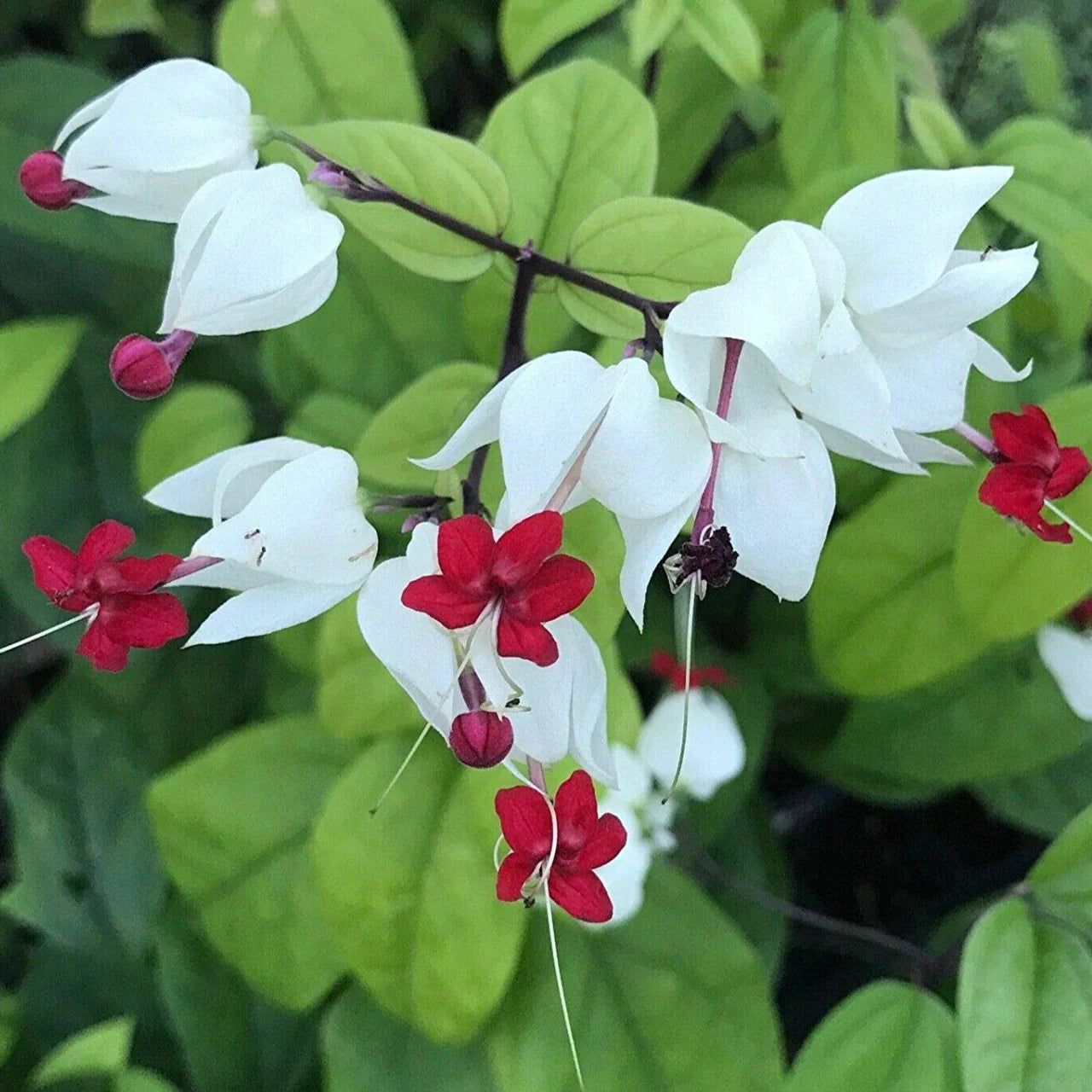 Bleeding Heart Vine White and Red Plant - Naturemart