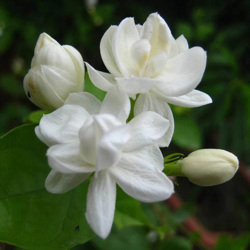 Jasmine Mini plant (White) - Naturemart