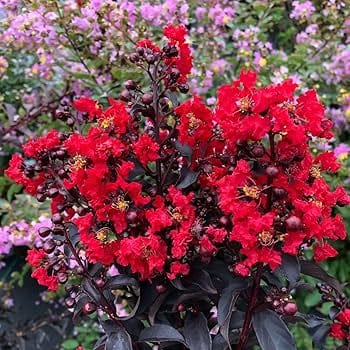 (Red) Furush Flower Plant - Naturemart