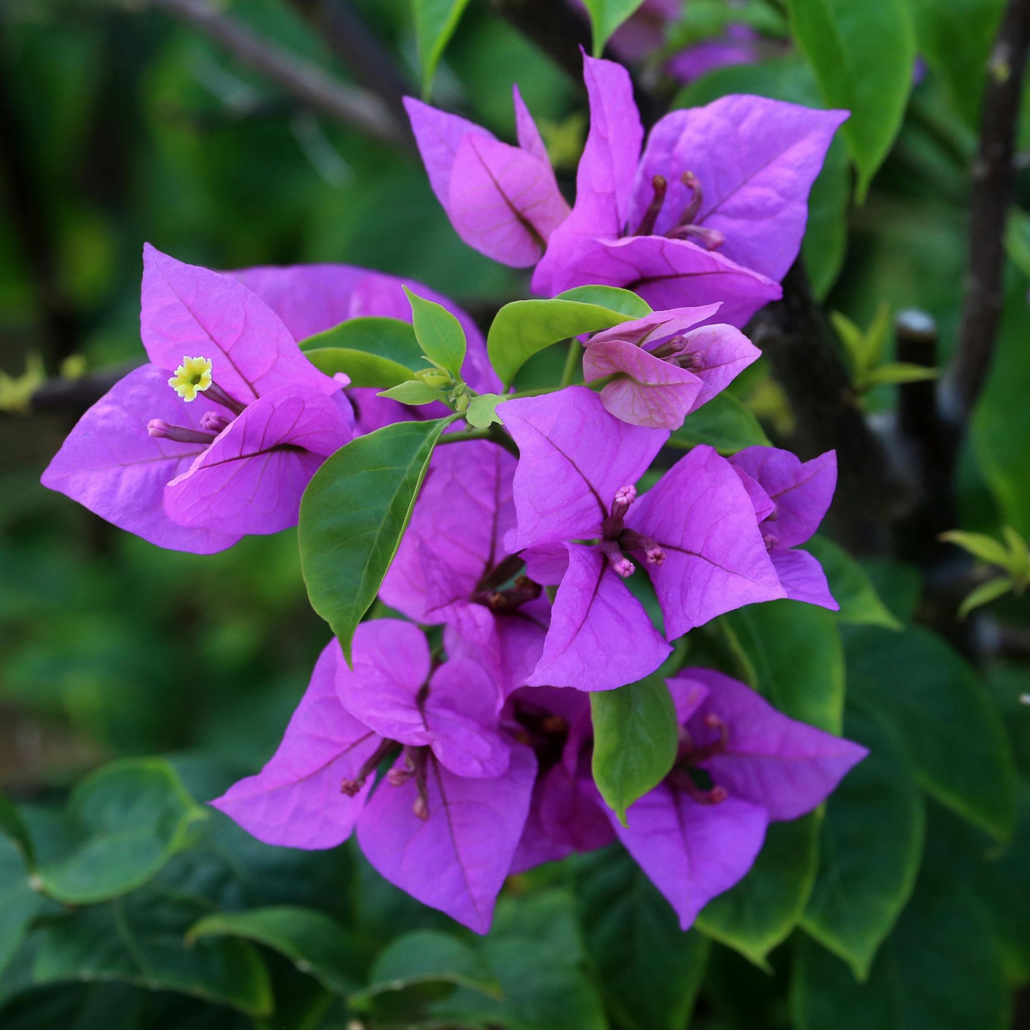 Bougainvillea Flower Plant(PURPLE) - Naturemart