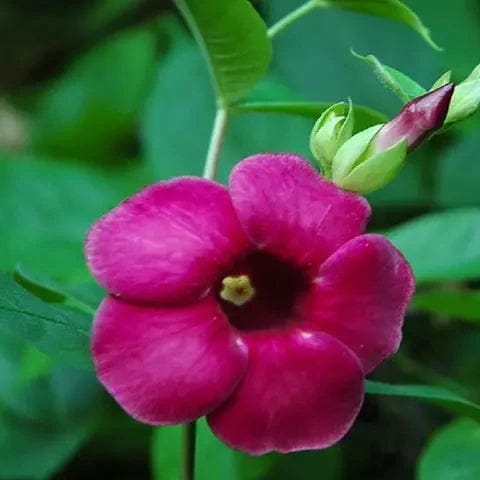 Allamanda Flower Plant (Meroon) - Naturemart