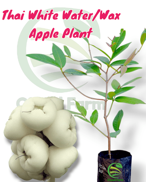 Thai Grafted White Healthy Jamun Plant