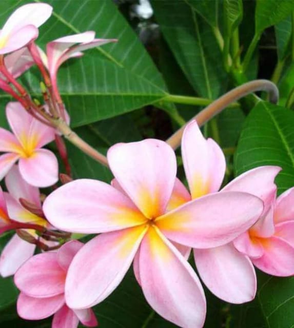 Plumeria Flowers Plant (pink) - Naturemart