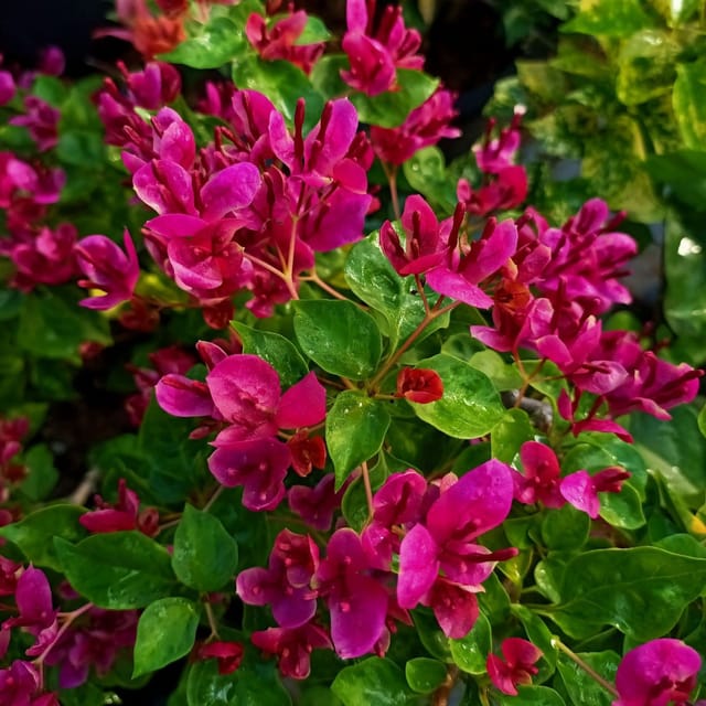Fatima Pink Bougainvillea Plant - Naturemart