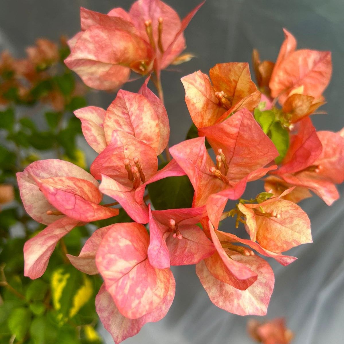 Orange September Bougainvillea Plant - Naturemart