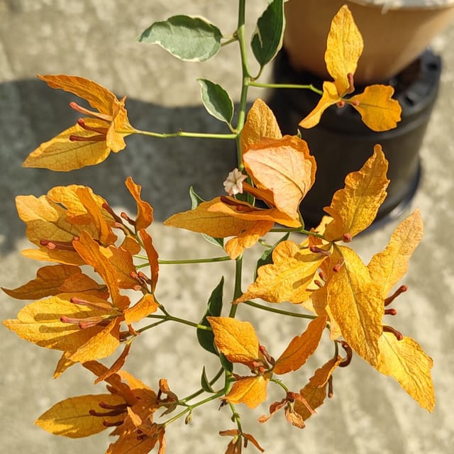 Buterfly Yellow Bougainvillea Plant - Naturemart