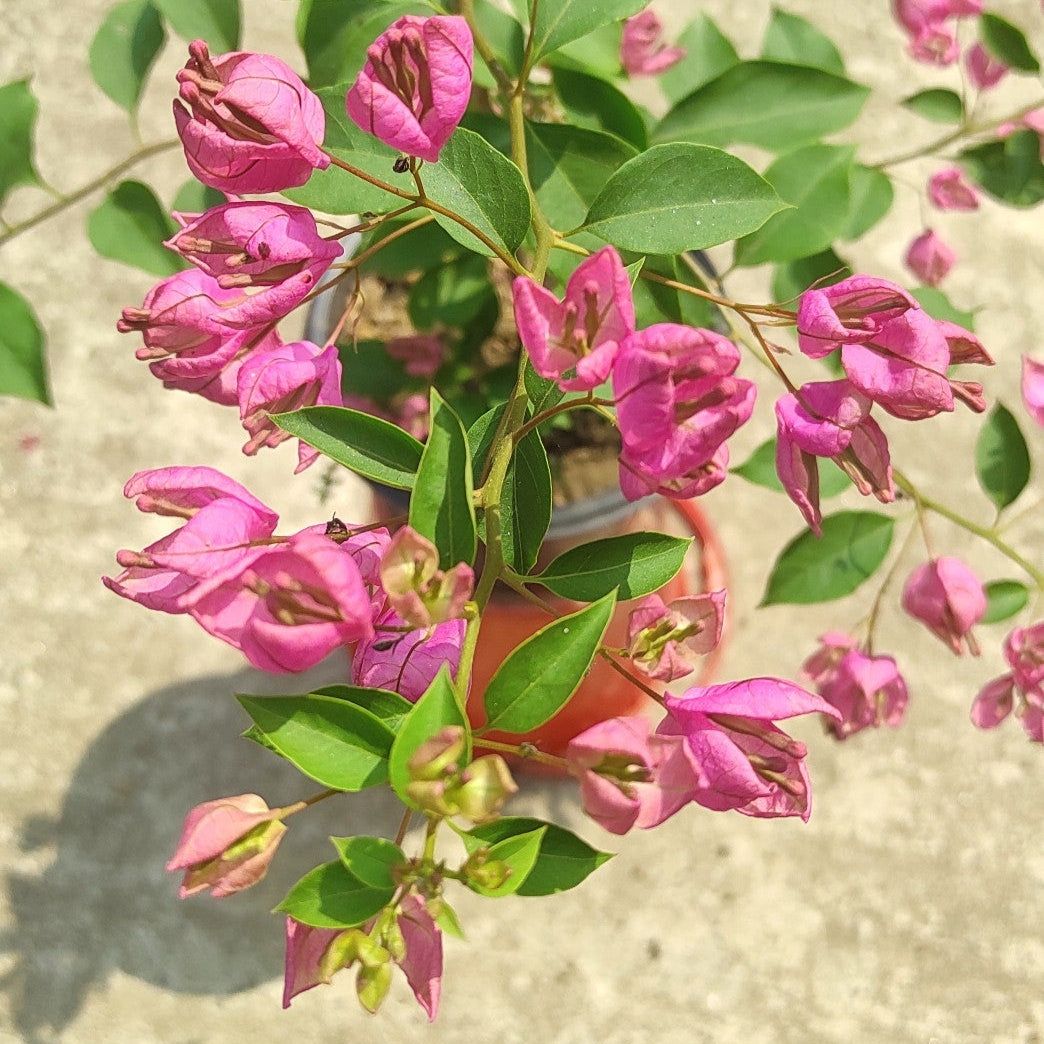 Tanglong Pink Bougainvillea Plant - Naturemart