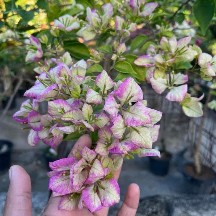 Geisha Bougainvillea Plant - Naturemart