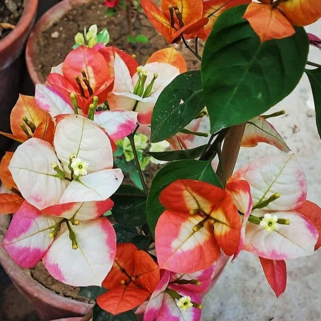 Golden Sunshine Bougainvillea Plant - Naturemart Golden Sunshine Bougainvillea Plant - Naturemart