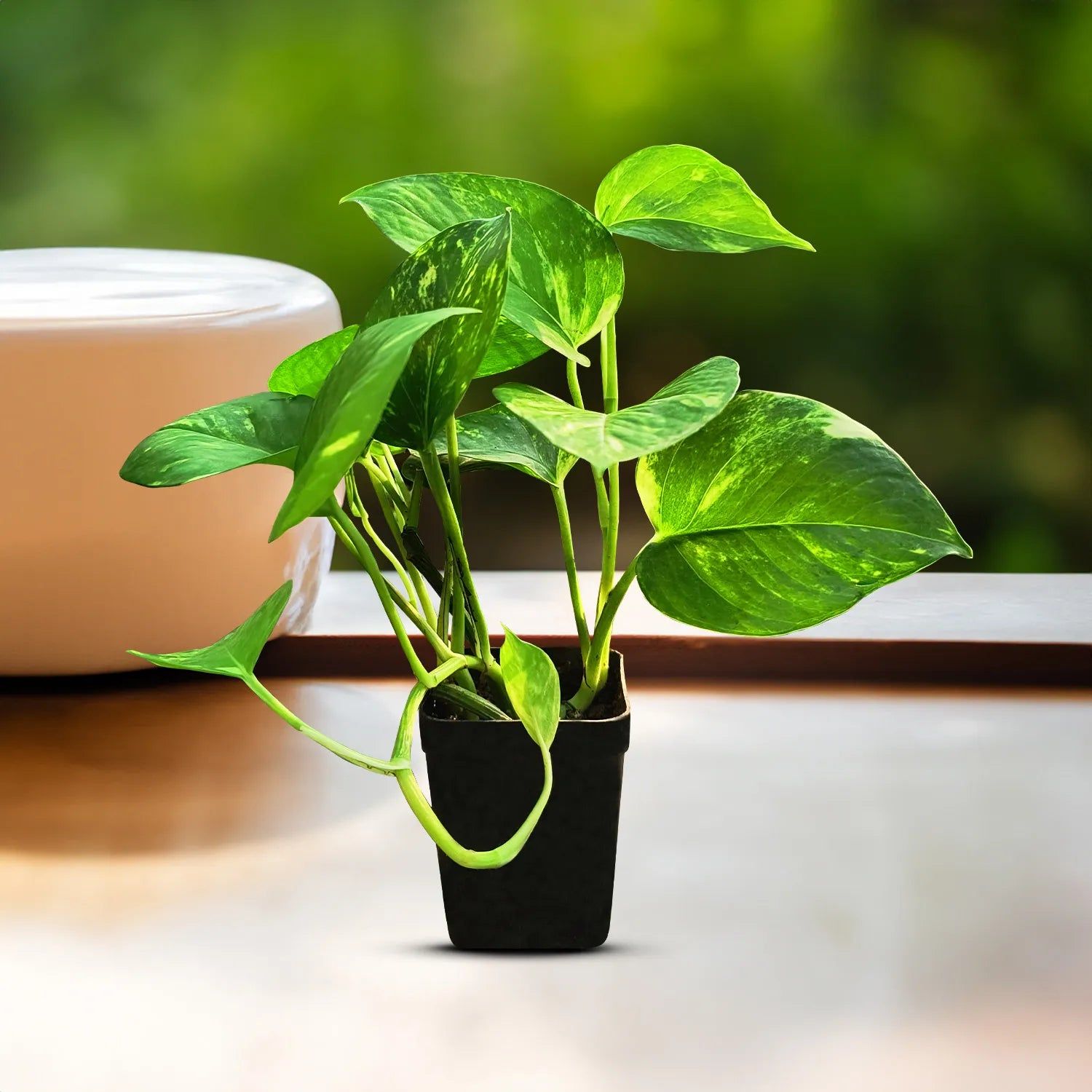 Money plants - Naturemart