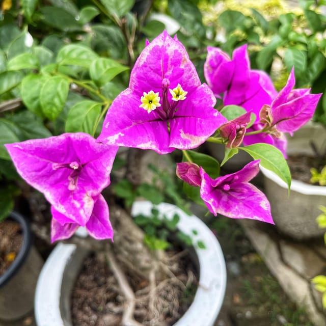 BUTTER CUP top rare bougainvillea Plant - Naturemart