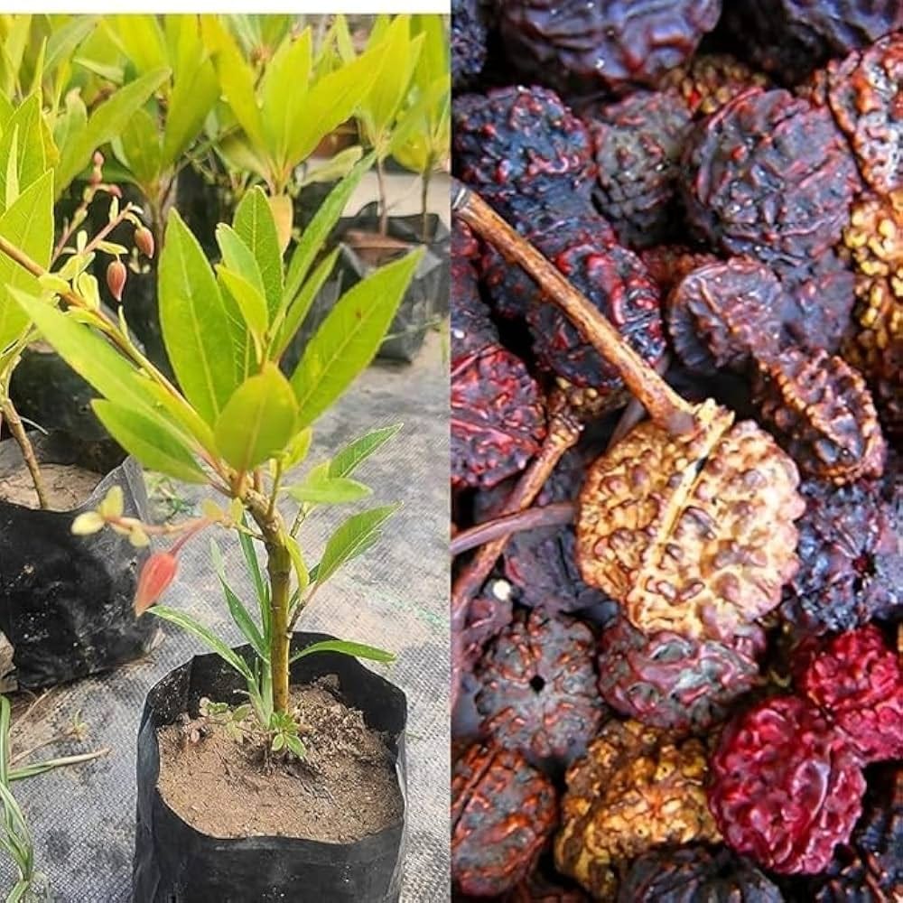Hybrid Rudraksha Plant - Naturemart