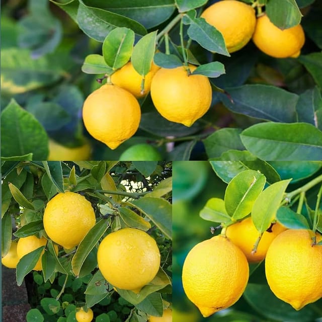 Kagaji Lemon Hybrid Plants - Naturemart