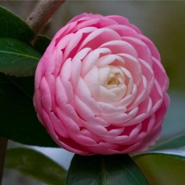 CAMELLIA FLOWERS PLANTS PINK - Naturemart