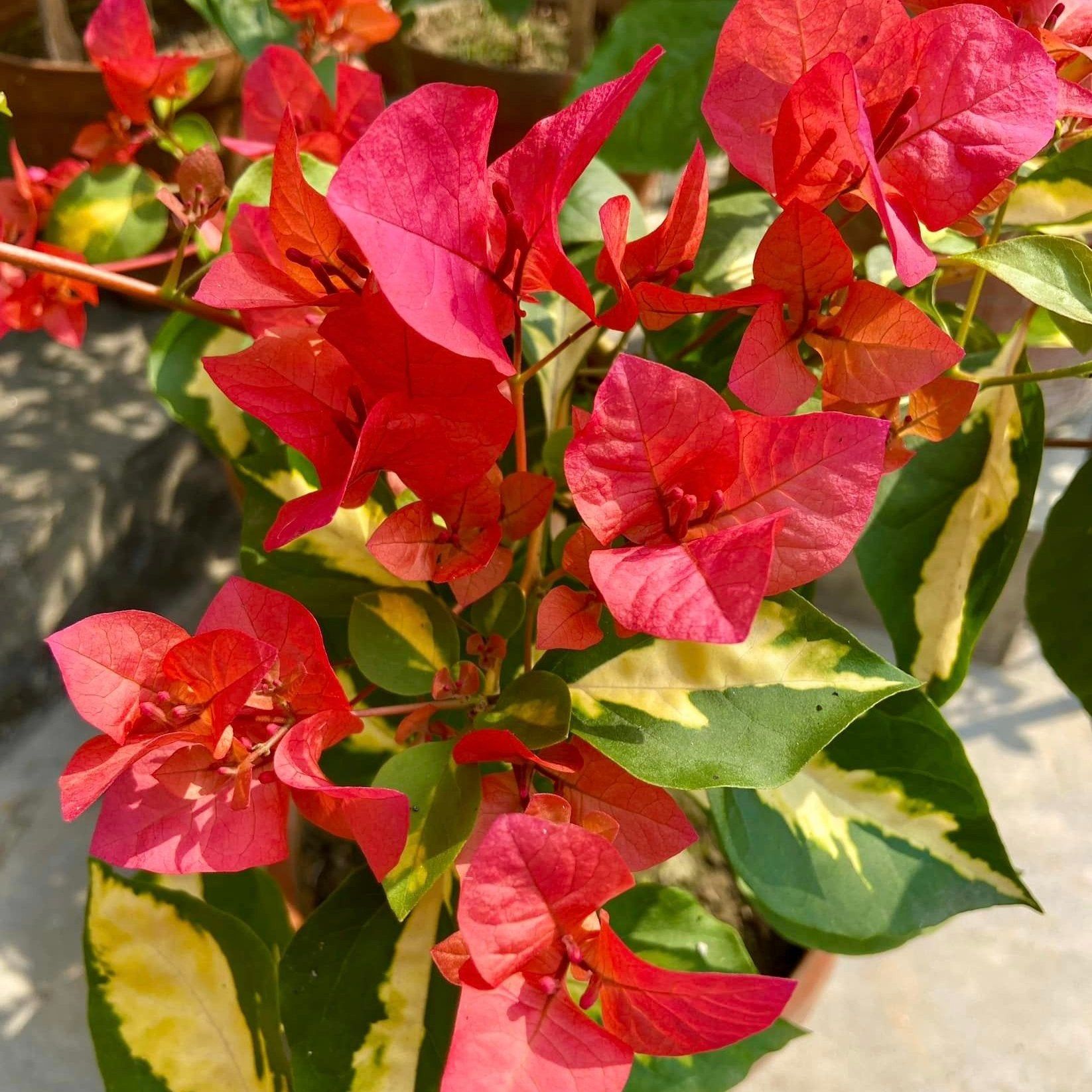 Thimma Red Bougainvillea Top Rare (grafted) Plant - Naturemart