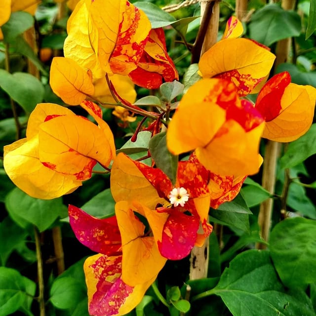 Adarna Bougainvillea Top Rare (grafted) Plant - Naturemart Adarna Bougainvillea Top Rare (grafted) Plant - Naturemart