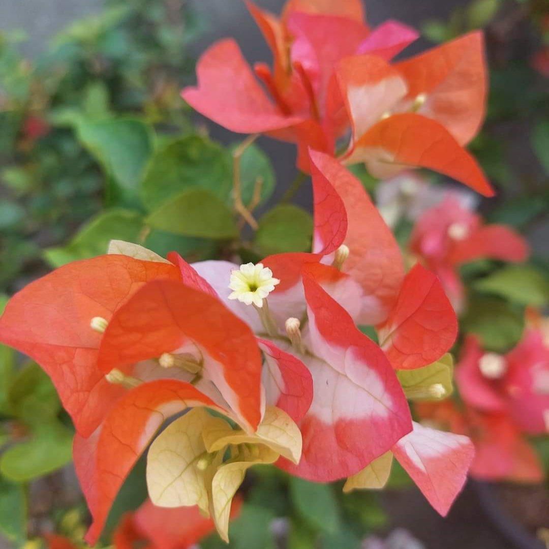Maharani Bougainvillea Top Rare (grafted) Plant - Naturemart