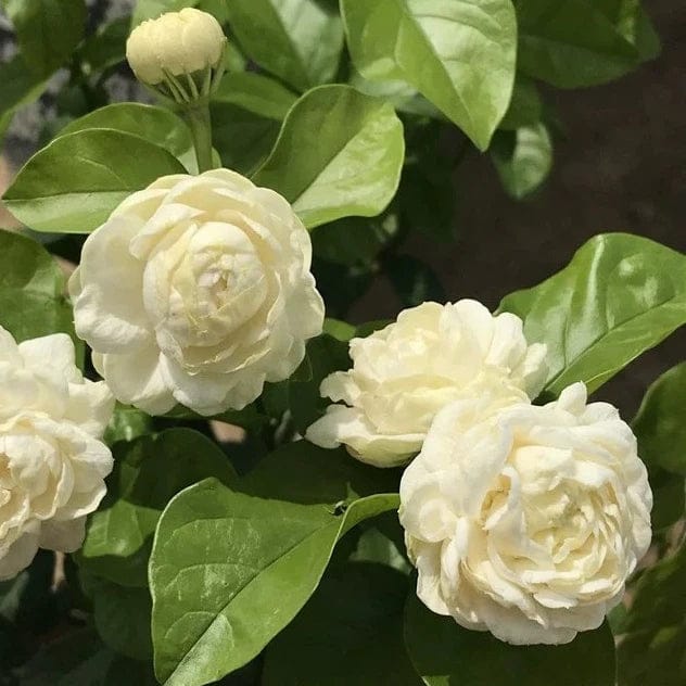 Jasmine Rose Flowers Fragrant Plants - Naturemart