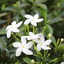 SENTED TAGAR FLOWERS PLANTS - Naturemart