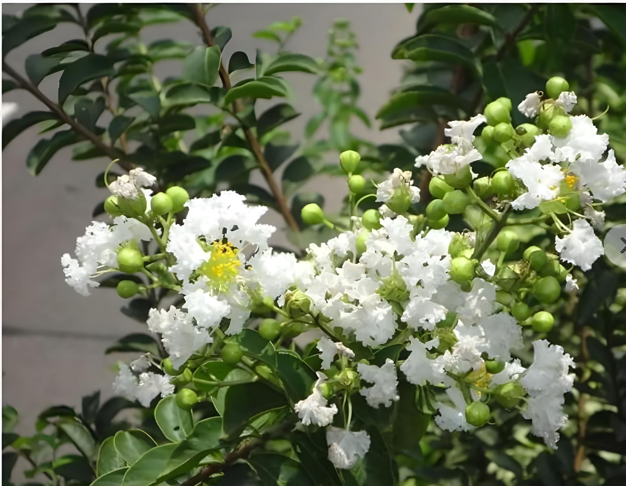 (WHITE)Frush Flower Plant - Naturemart