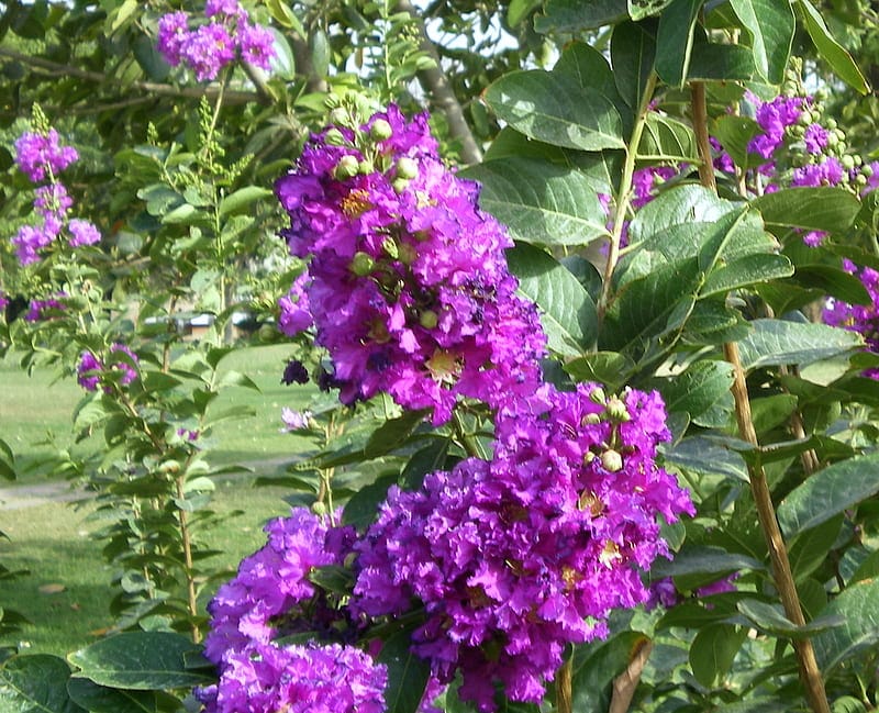 FURUSH FLOWERS PLANTS (PURPLE) - Naturemart