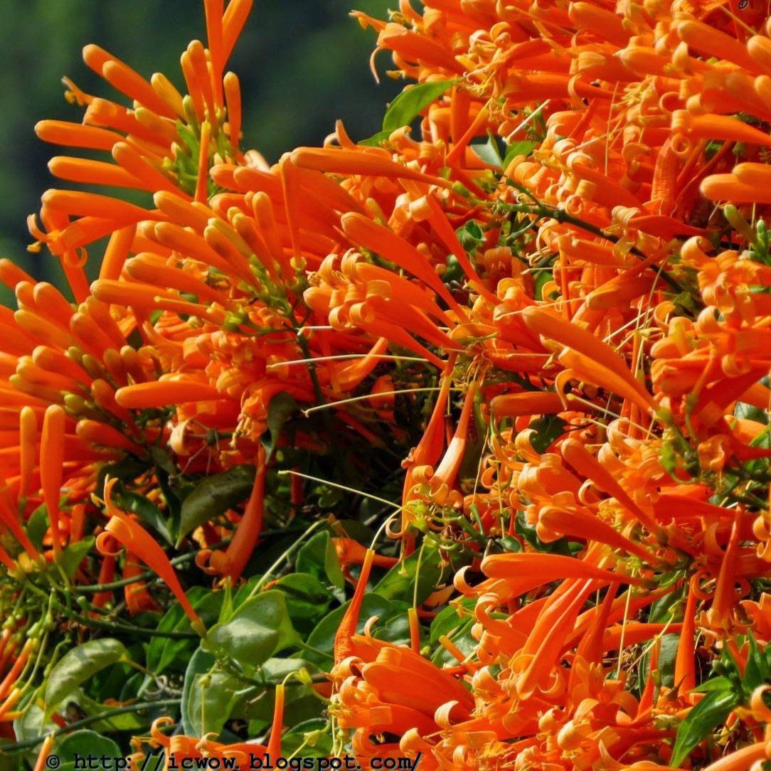 Flaming Trumpet Flowers plants - Naturemart