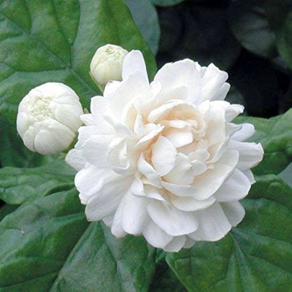 Jasmine Sambac Flowers plant - Naturemart