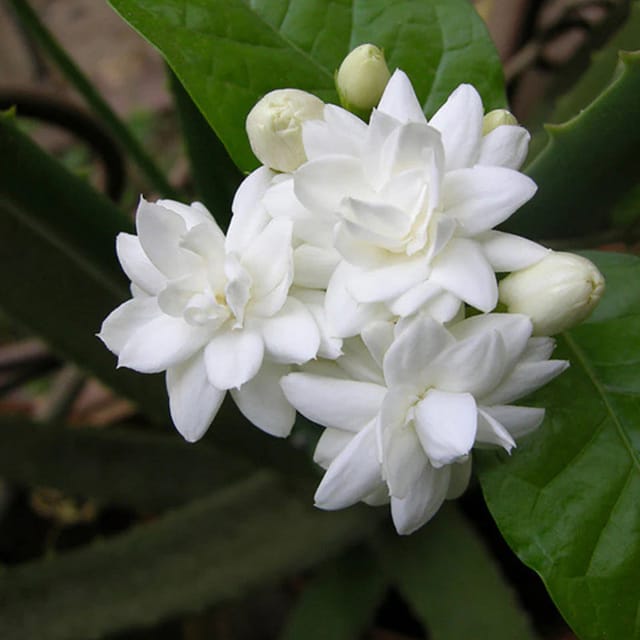 Jasmine Mini Flowers plants - Naturemart