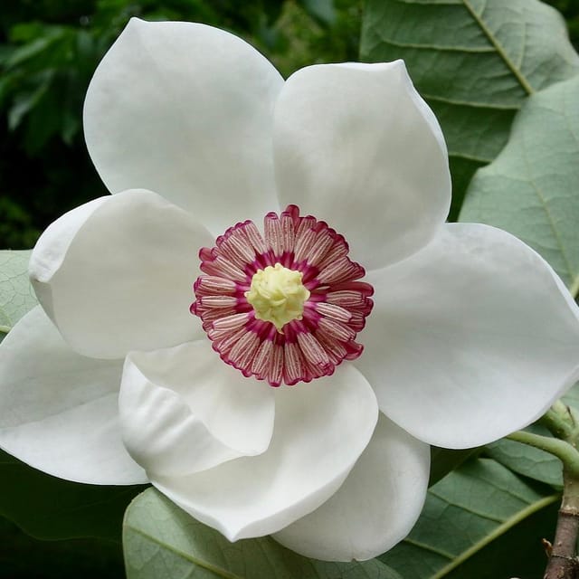 Magnolia Dwarf COCO Flowers Plants - Naturemart