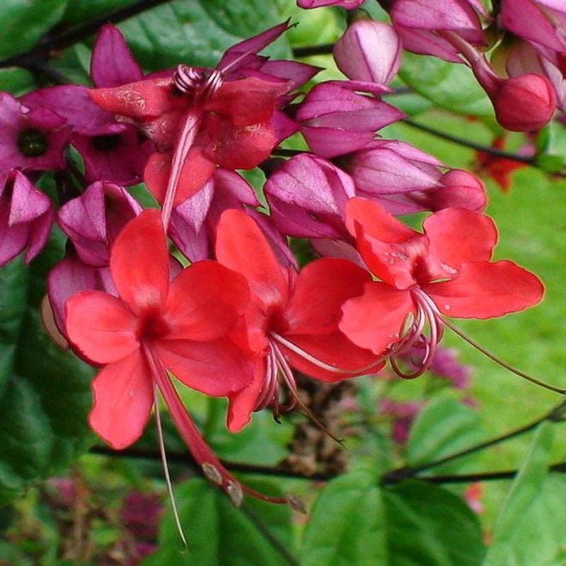 Bleeding Heart Vine Red Flowers Plants - Naturemart