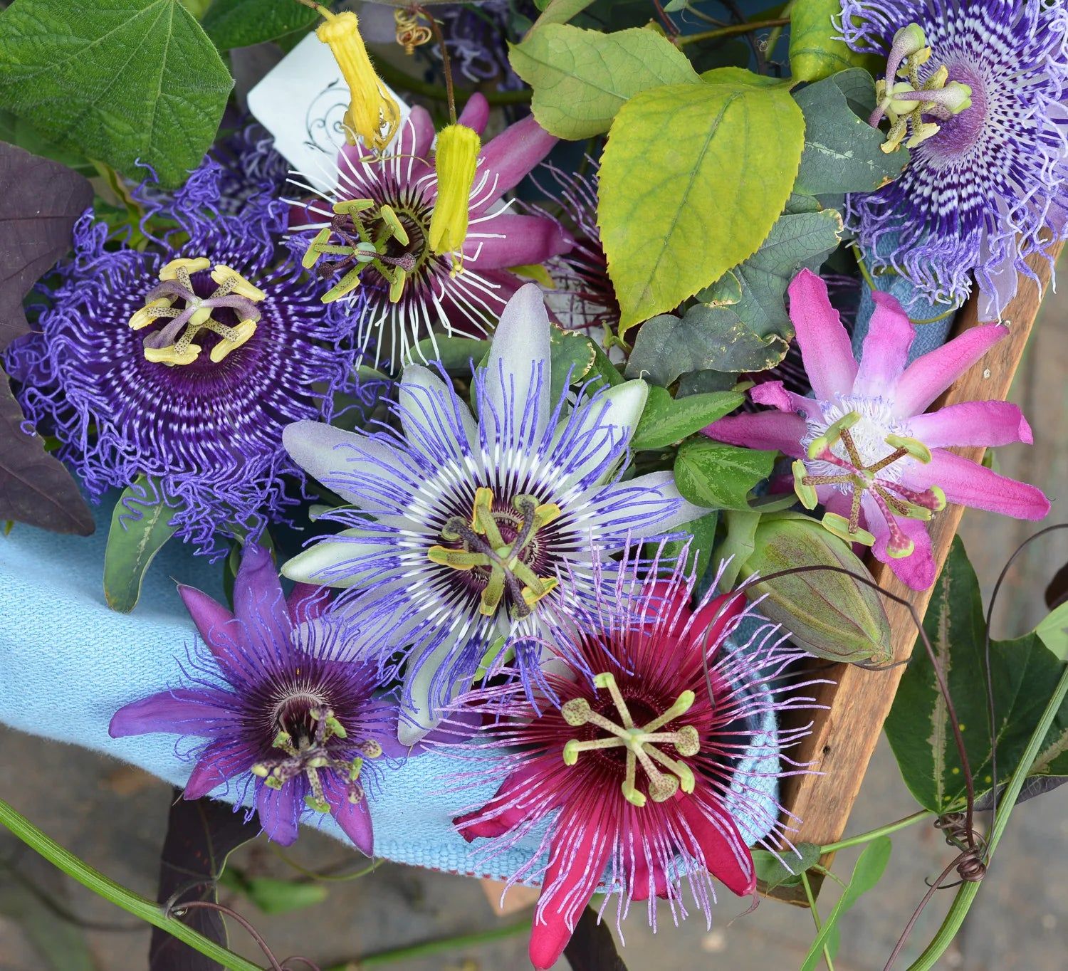 Passion Flowers Plants - Naturemart