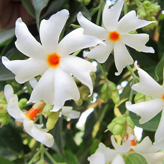 Coral Jasmine Flowers Plants - Naturemart