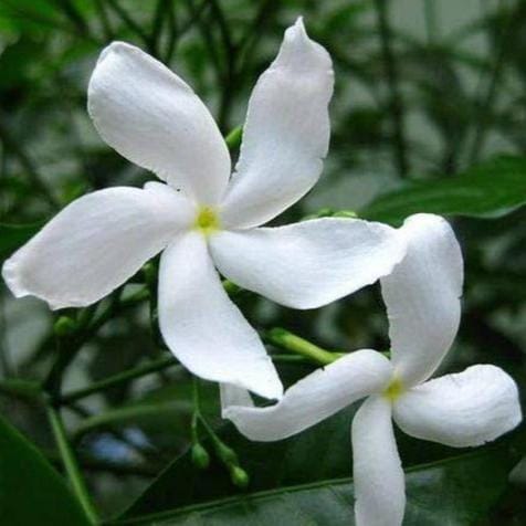 Plastic Tagar Flowers Plants - Naturemart