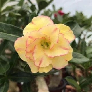 Adenium Rosy Variety ( Grafting) Plants - Naturemart