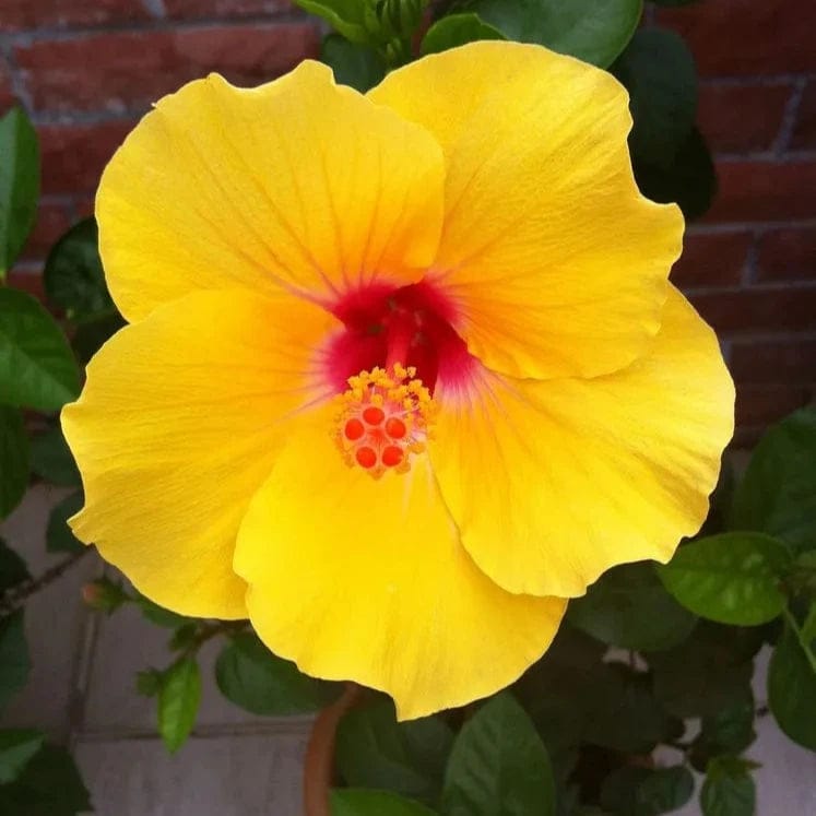 Hibiscus Flowers Plants (yellow) - Naturemart
