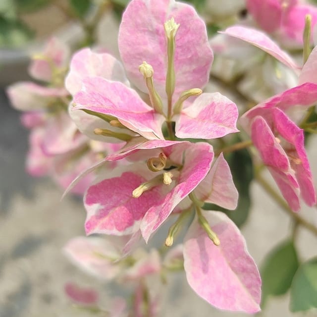Thai Delight Silver Leaf Bougainvillea Plant - Naturemart